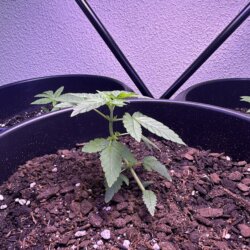 Colômbia Gold (Diz a lenda) - semana 3 - 