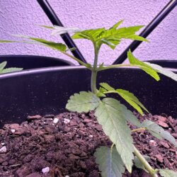 Colômbia Gold (Diz a lenda) - semana 3 - 