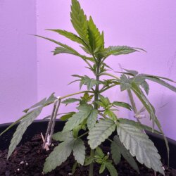 Colômbia Gold (Diz a lenda) - semana 4 - 