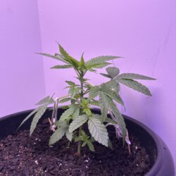 Colômbia Gold (Diz a lenda) - semana 4 - 
