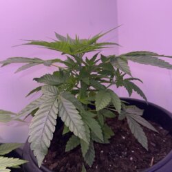 Colômbia Gold (Diz a lenda) - semana 5 - 