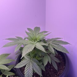 Colômbia Gold (Diz a lenda) - semana 5 - 