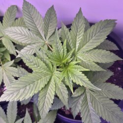 Colômbia Gold (Diz a lenda) - semana 5 - 