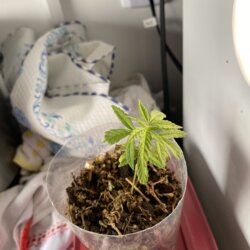 Minha primeira planta - sem 8 - 