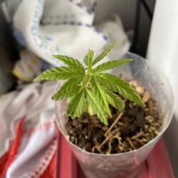 Minha primeira planta - semana 8 - 
