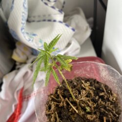 Minha primeira planta - semana 8 - 