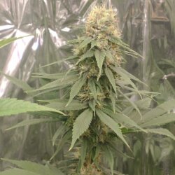 Banana kush - sem 7 - 
