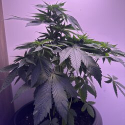 Colômbia Gold (Diz a lenda) - semana 7 - 