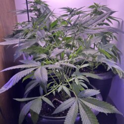 Colômbia Gold (Diz a lenda) - semana 7 - 