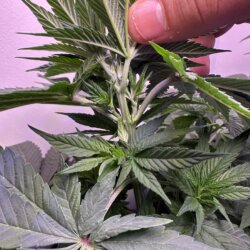 Colômbia Gold (Diz a lenda) - semana 7 - 