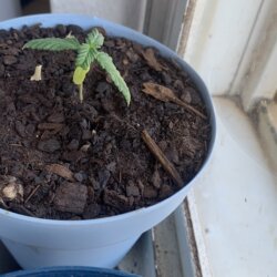 Semente de florzinha - sem 3 - 