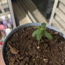Semente de florzinha - semana 4 - 