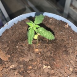 Semente de florzinha - sem 4 - 
