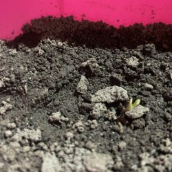 Sementinha do mau - semana 1 - 
