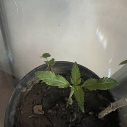 Sementinha do mau - semana 2 - 
