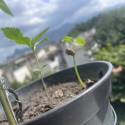 Sementinha do mau - sem 2 - 