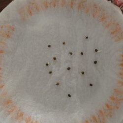 Primeiro Cultivo (Rabanopolea) - sem 1 - 