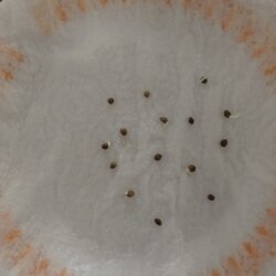 Primeiro Cultivo (Rabanopolea) - semana 1 - 