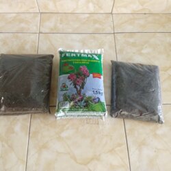 Primeiro Cultivo (Rabanopolea) - semana 1 - 