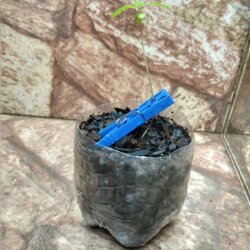 Primeiro Cultivo (Rabanopolea) - semana 4 - 