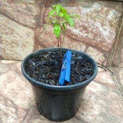 Primeiro Cultivo (Rabanopolea) - semana 4 - 
