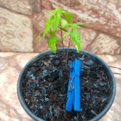 Primeiro Cultivo (Rabanopolea) - semana 4 - 