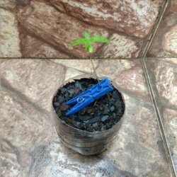 Primeiro Cultivo (Rabanopolea) - sem 4 - 