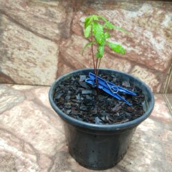 Primeiro Cultivo (Rabanopolea) - semana 4 - Caules avermelhados
