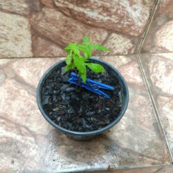Primeiro Cultivo (Rabanopolea) - semana 4 - 