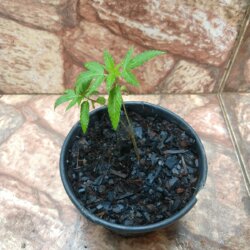 Primeiro Cultivo (Rabanopolea) - semana 4 - 