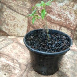 Primeiro Cultivo (Rabanopolea) - semana 4 - 