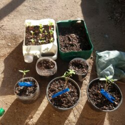 Primeiro Cultivo (Rabanopolea) - sem 3 - 