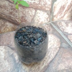 Primeiro Cultivo (Rabanopolea) - sem 5 - 