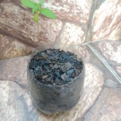 Primeiro Cultivo (Rabanopolea) - semana 5 - 