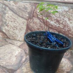 Primeiro Cultivo (Rabanopolea) - semana 5 - 