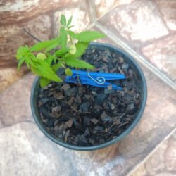 Primeiro Cultivo (Rabanopolea) - semana 5 - 