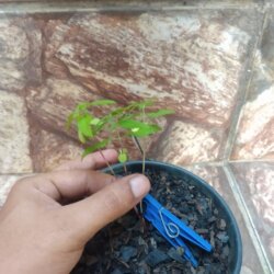 Primeiro Cultivo (Rabanopolea) - semana 5 - 