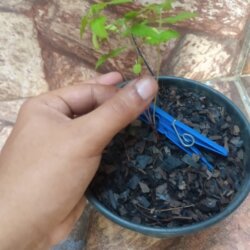 Primeiro Cultivo (Rabanopolea) - semana 5 - 