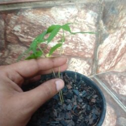 Primeiro Cultivo (Rabanopolea) - semana 5 - 