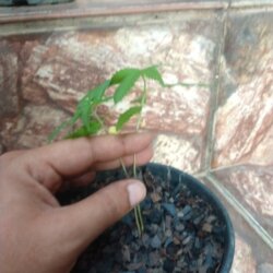 Primeiro Cultivo (Rabanopolea) - semana 5 - 