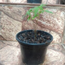 Primeiro Cultivo (Rabanopolea) - semana 5 - 