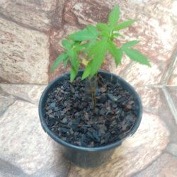 Primeiro Cultivo (Rabanopolea) - semana 5 - 