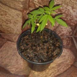 Primeiro Cultivo (Rabanopolea) - semana 5 - 