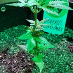 BlueHell CBD - sem 7 - 