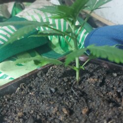 Sementinha do mau - semana 4 - 