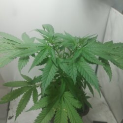Sementinha do mau - semana 6 - 