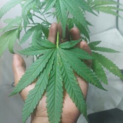 Sementinha do mau - semana 6 - 