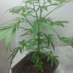 Sementinha do mau - semana 6 - 