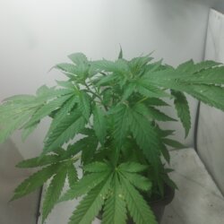 Sementinha do mau - semana 6 - 