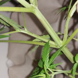 Sementinha do mau - sem 6 - 